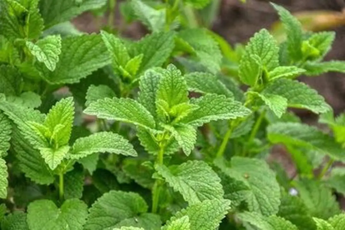 دمنوشی عالی برای اختلالات گوارشی

