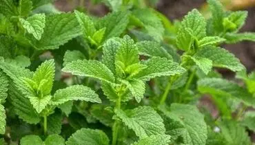 دمنوشی عالی برای اختلالات گوارشی

