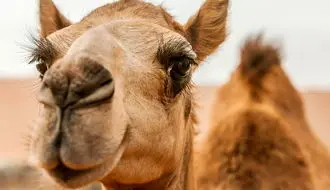 فیلم/ واکنش جالب شتر بعد از خوردن لیمو