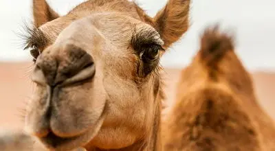 فیلم/ واکنش جالب شتر بعد از خوردن لیمو