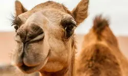 فیلم/ واکنش جالب شتر بعد از خوردن لیمو