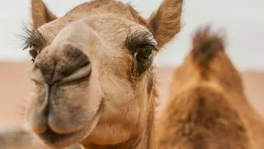 فیلم/ واکنش جالب شتر بعد از خوردن لیمو