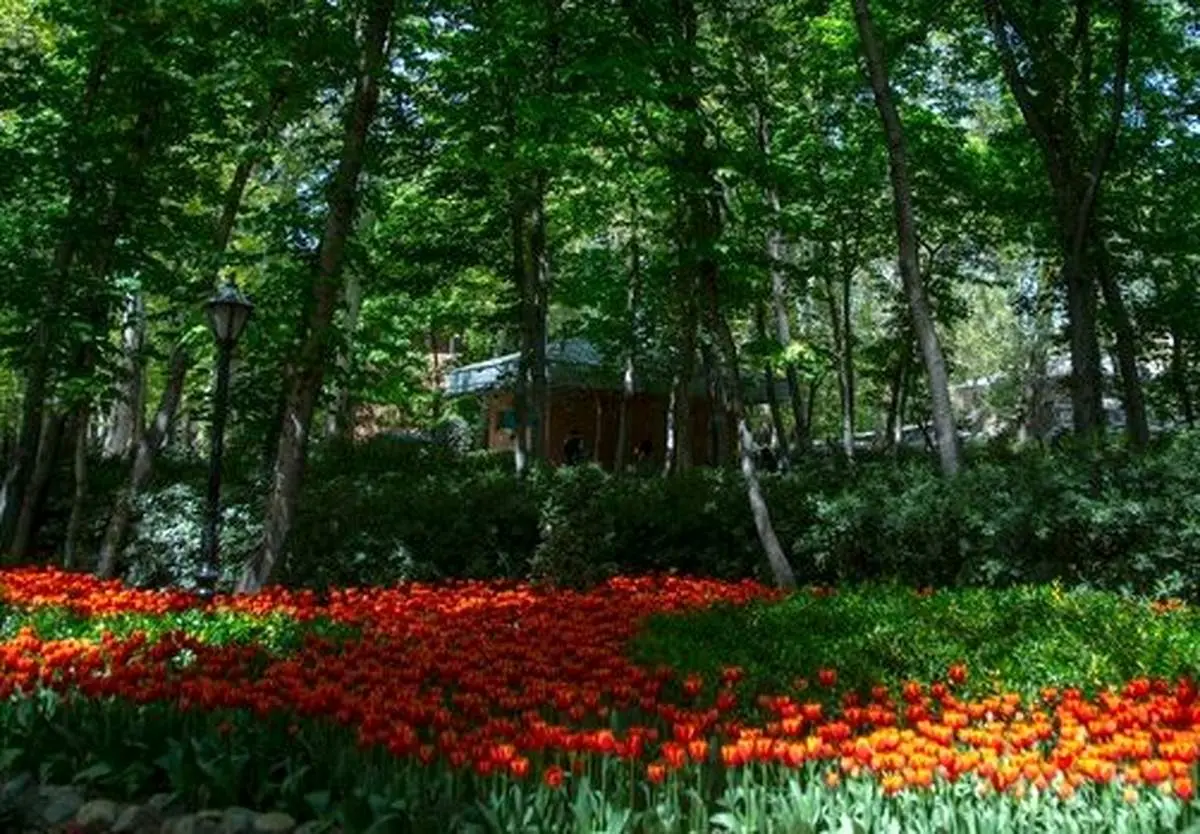 باغ ایرانی از لاله‌های بهاری پرشد + تصاویر