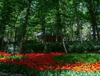 باغ ایرانی از لاله‌های بهاری پرشد + تصاویر