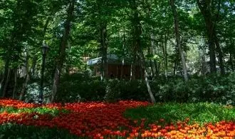 باغ ایرانی از لاله‌های بهاری پرشد + تصاویر