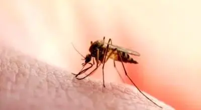 چرا پشه‌ها بعضی افراد را کمتر نیش می‌زنند؟