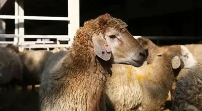 قیمت دام زنده چهارشنبه ۱۴ آبان اعلام شد + جدول 