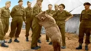 ماجرای عجیب خرس ایرانی که از محبوبترین سربازان جنگ جهانی دوم شد