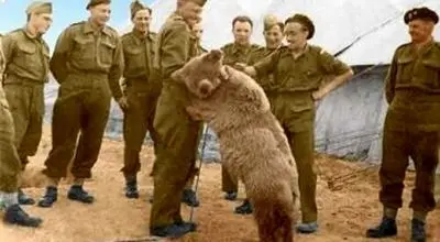 ماجرای عجیب خرس ایرانی که از محبوبترین سربازان جنگ جهانی دوم شد