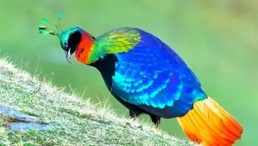 کاکل‌ پری؛ جواهر رنگین جنگل‌های هیمالیا + عکس