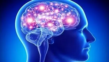  جوان نگه داشتن مغز با مصرف این مواد غذایی