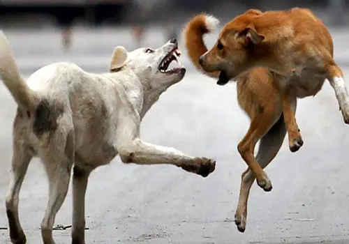 لحظهٔ حملهٔ پلنگ به سگ در شهر سی‌سخت + فیلم