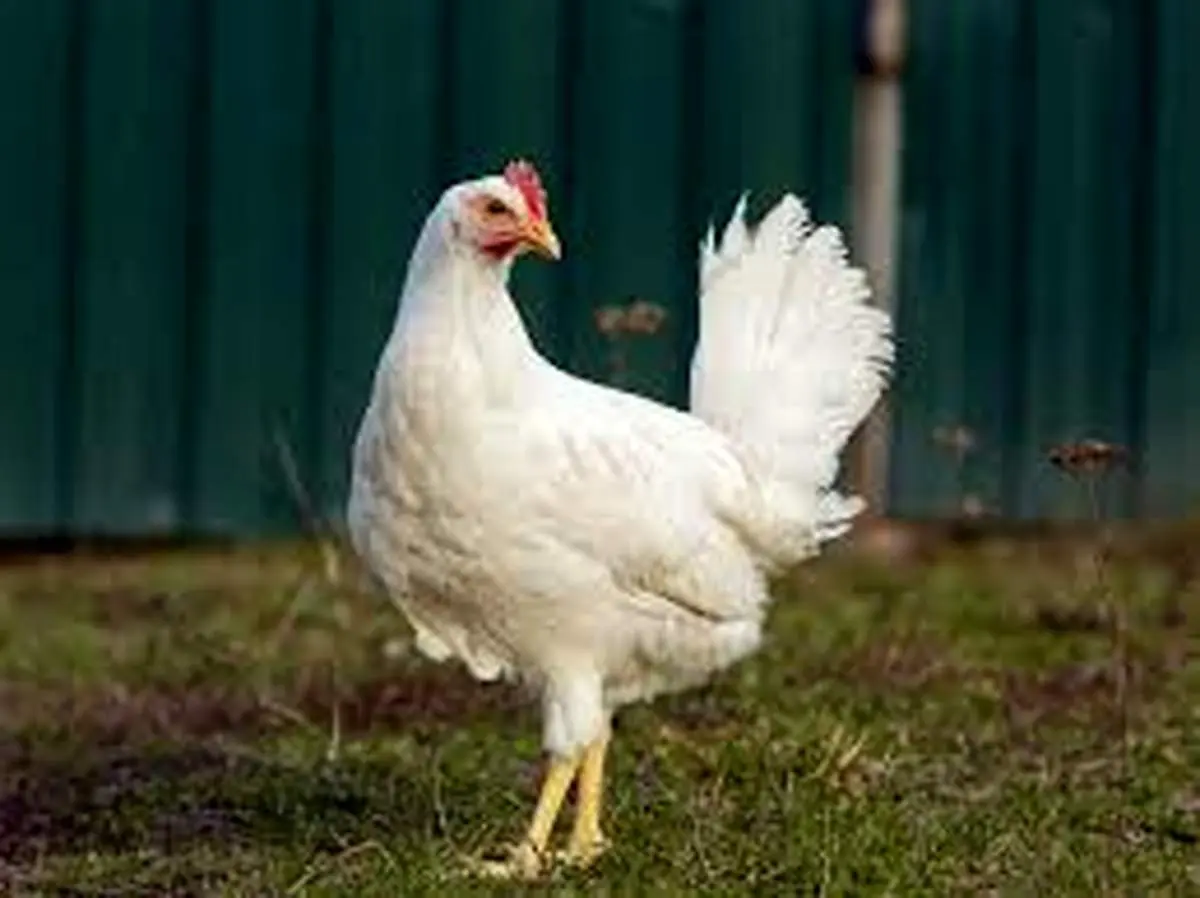 خبر خوش برای سفره مردم؛ مرغ ارزان می‌شود؟