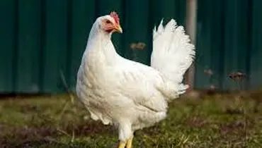 خبر خوش برای سفره مردم؛ مرغ ارزان می‌شود؟