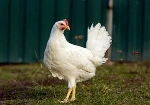 خبر خوش برای سفره مردم؛ مرغ ارزان می‌شود؟