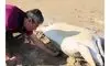 نجات لاک‌پشت غول‌پیکر در ساحل دیر بوشهر/ویدیو 
