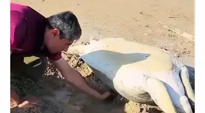 نجات لاک‌پشت غول‌پیکر در ساحل دیر بوشهر/ویدیو 