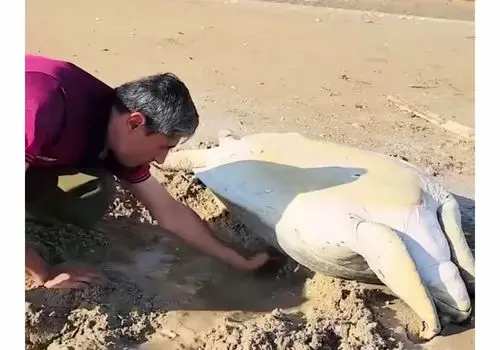 نجات لاک‌پشت غول‌پیکر در ساحل دیر بوشهر/ویدیو 