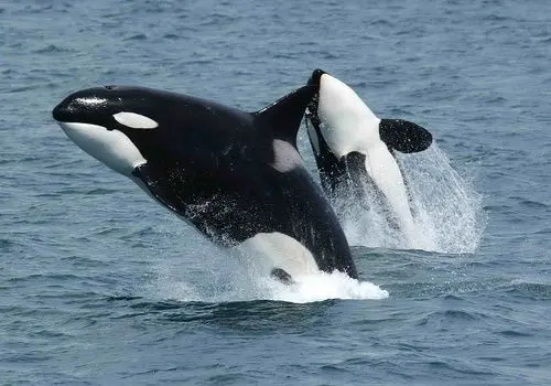 لحظه حمله نهنگ قاتل به کوسه بزرگ و شکار آن + فیلم