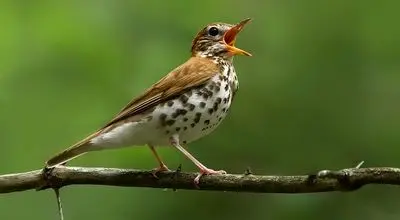 ویدیویی جالب از آواز جفت یابی پرنده ای که برای همیشه منقرض شد+ فیلم