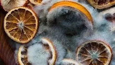  چگونه از کپک زدگی مواد خشک جلوگیری کنیم؟