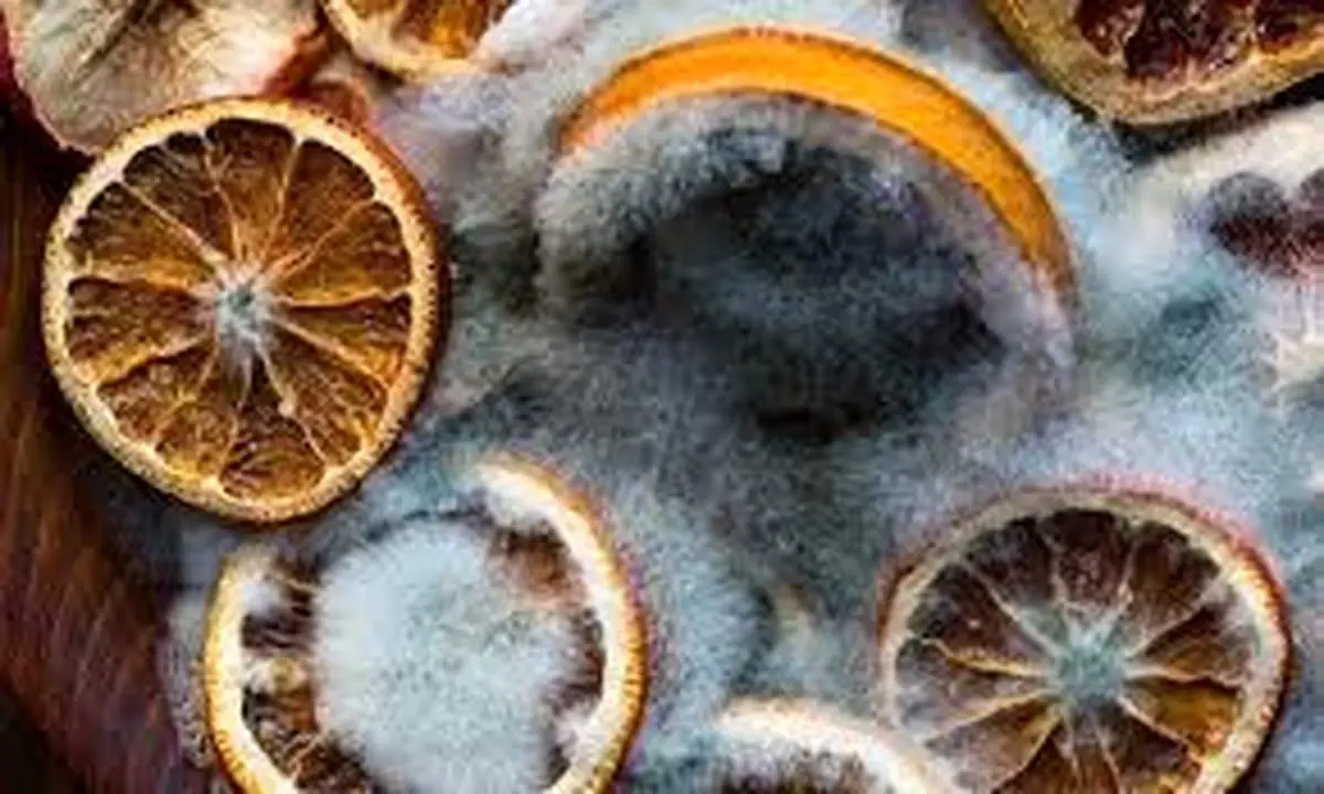  چگونه از کپک زدگی مواد خشک جلوگیری کنیم؟