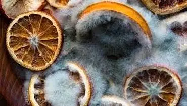  چگونه از کپک زدگی مواد خشک جلوگیری کنیم؟