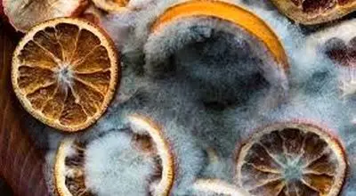  چگونه از کپک زدگی مواد خشک جلوگیری کنیم؟