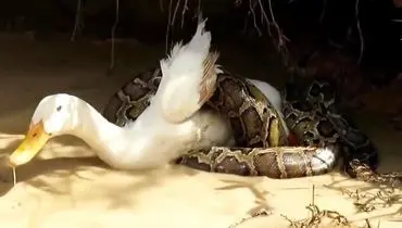 سرنوشت اردکی که در چنگ مار سیاه گرفتار شده است+ فیلم
