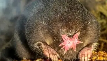 تصاویر جالبی از بدشکل ترین حیوانات درجهان 