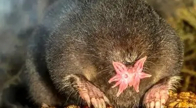 تصاویر جالبی از بدشکل ترین حیوانات درجهان 