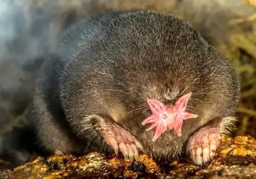 تصاویر جالبی از بدشکل ترین حیوانات درجهان 