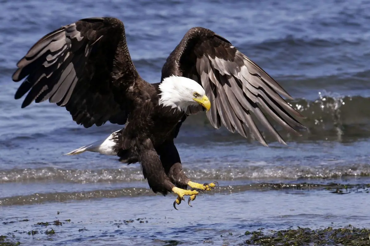 لحظاتی از سرعت باورنکردنی عقاب در شکار ماهی+ فیلم