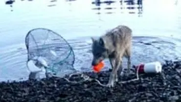 هوش عجیب یک گرگ که جهان را به حیرت انداخت/ویدیو 