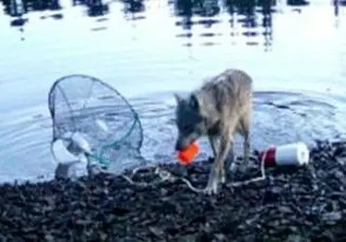 هوش عجیب یک گرگ که جهان را به حیرت انداخت/ویدیو 