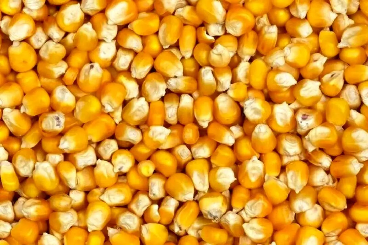 نکات مهم در نگهداری ذرت پخته شده در یخچال
