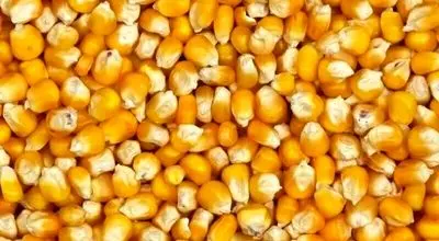 نکات مهم در نگهداری ذرت پخته شده در یخچال
