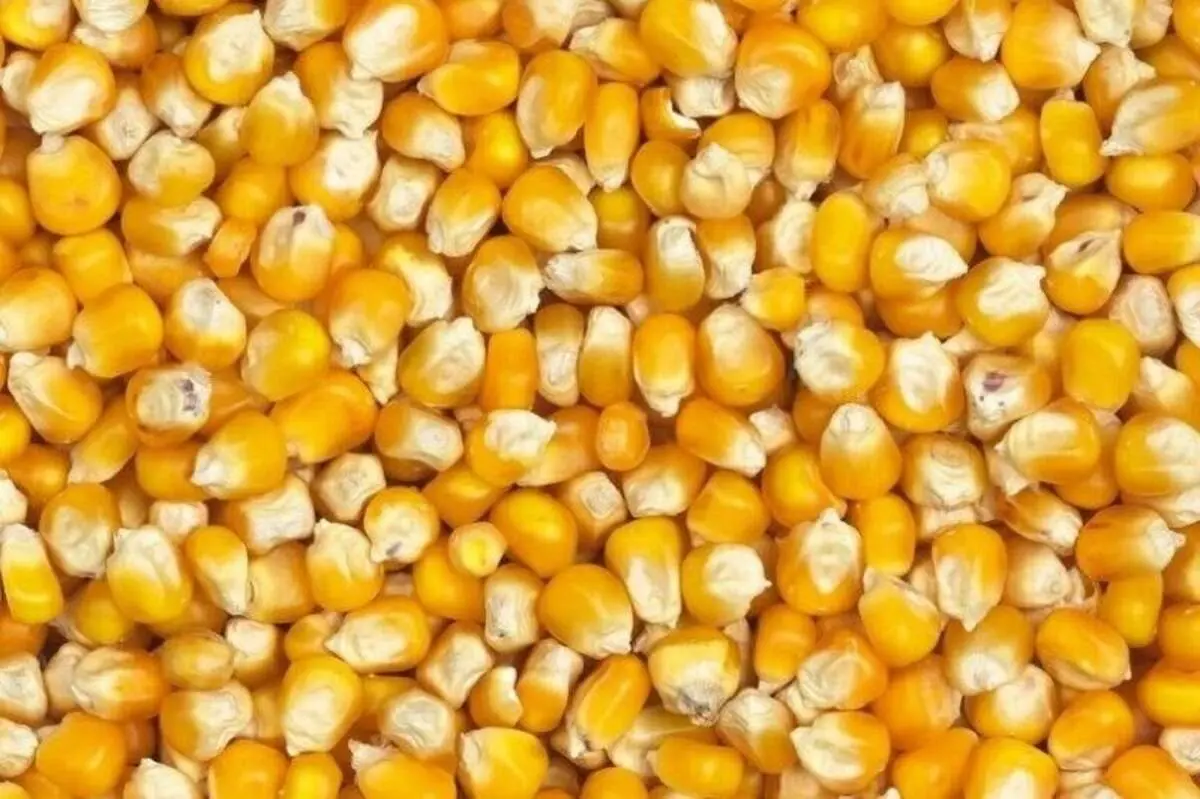 نکات مهم در نگهداری ذرت پخته شده در یخچال
