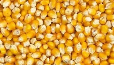 نکات مهم در نگهداری ذرت پخته شده در یخچال
