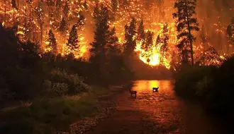 جان در میان شعله‌ها؛ فرار بزرگ‌ترین جونده ایران از آتش‌سوزی جنگل‌های هیرکانی‌ + فیلم