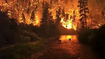 جان در میان شعله‌ها؛ فرار بزرگ‌ترین جونده ایران از آتش‌سوزی جنگل‌های هیرکانی‌ + فیلم