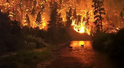 جان در میان شعله‌ها؛ فرار بزرگ‌ترین جونده ایران از آتش‌سوزی جنگل‌های هیرکانی‌ + فیلم