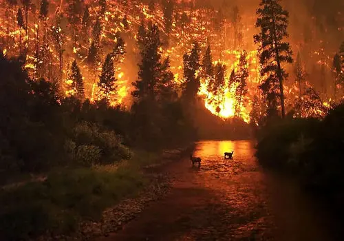 جان در میان شعله‌ها؛ فرار بزرگ‌ترین جونده ایران از آتش‌سوزی جنگل‌های هیرکانی‌ + فیلم