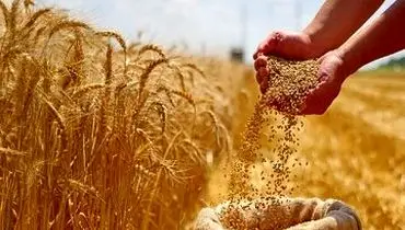 اولین فروشنده گندم به ایران این کشور است
