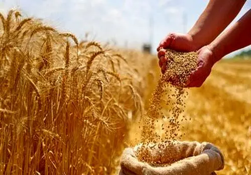 گندمکاران بخوانند: دولت قیمت خرید تضمینی نهایی گندم را مشخص کرد