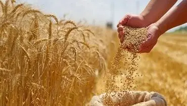 اولین فروشنده گندم به ایران این کشور است
