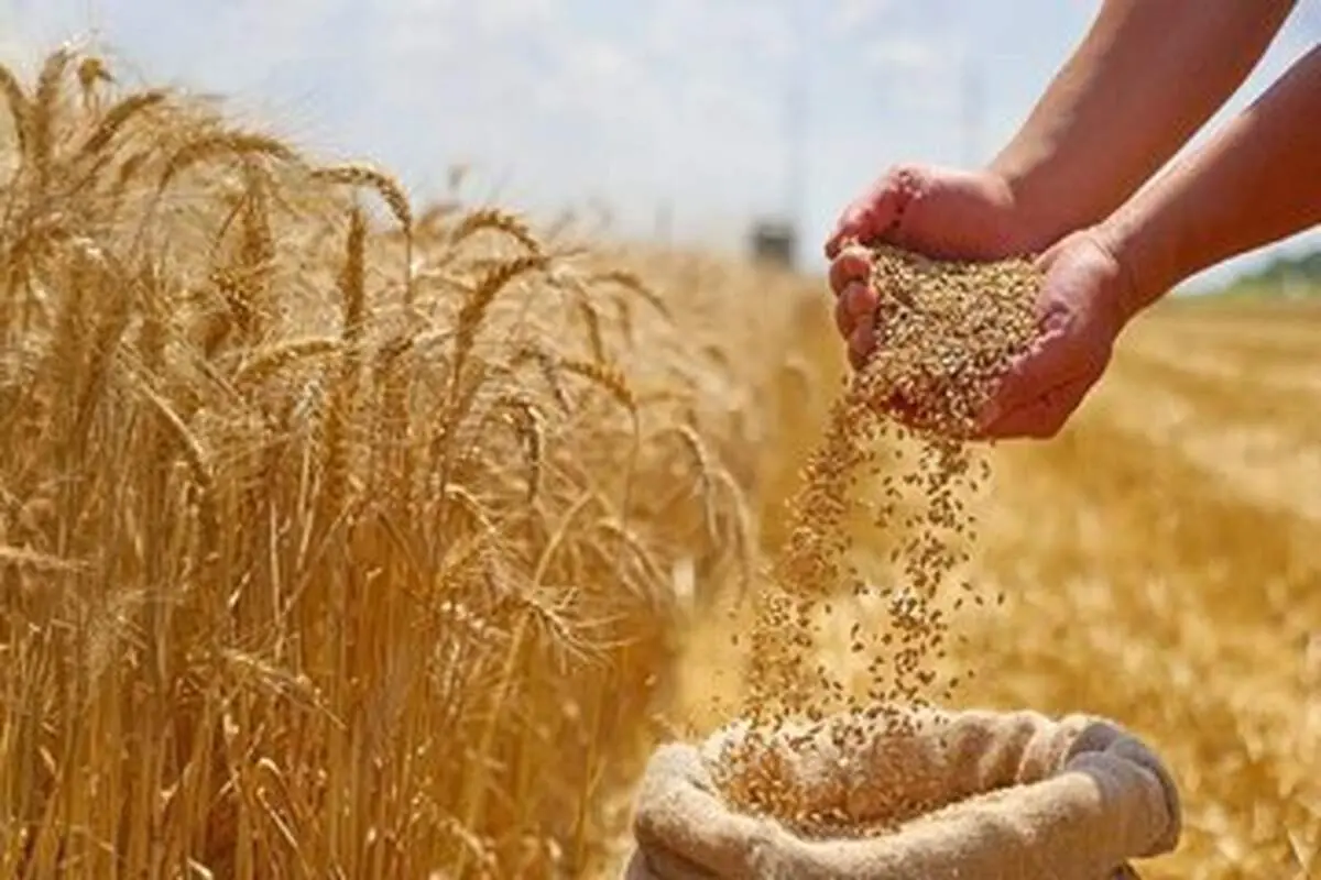 اولین فروشنده گندم به ایران این کشور است

