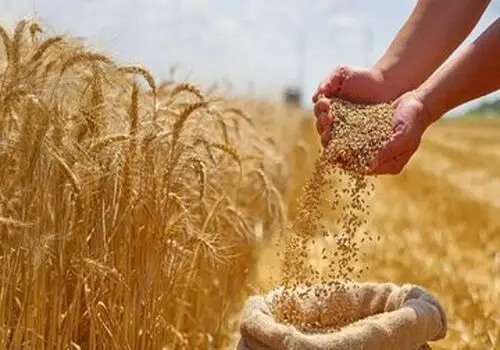 گندمکاران بخوانند: دولت قیمت خرید تضمینی نهایی گندم را مشخص کرد