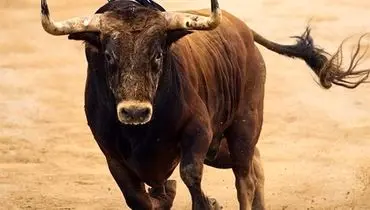 حمله گاو‌ به حاضرین در مراسم دف نوازی در روستای پالنگان!+فیلم