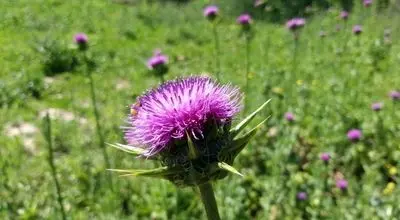 با این گیاه کبدتان را جلا دهید
